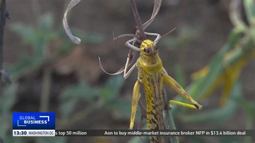Experts from the desert locust control organization warn current heavy rains created an ideal breeding ground for the insects. The Food and Agricultural Organization said alarm systems and control measures are in place to manage the response in breeding areas. | CGTN Africa | Facebook
