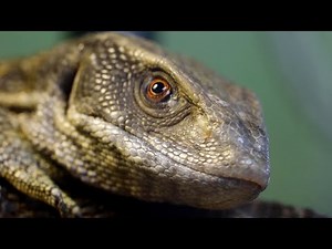 Discover hundreds of exotic and unusual animals at this unique pet shop