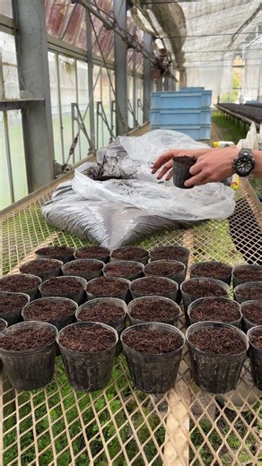 用土試験の依頼がありました #シクラメン #シクラメンの育て方 #増田園芸 #植え替え