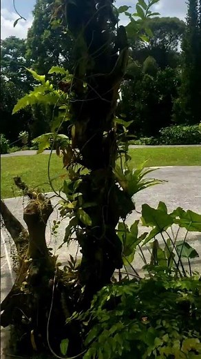 Hoya House | Singapore Botanic Gardens, February 2026 #Hoya #Hoyas #SingaporeBotanicGardens