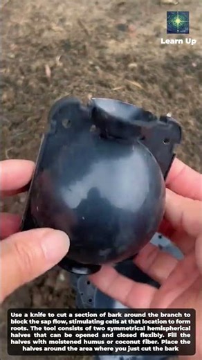 The secret to propagating seedlings with rooting balls