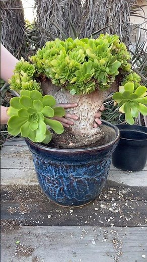 Planting Succulents: Crested Aeonium arboreum