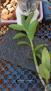 Better airflow, stronger roots! Orchid mounting on tree fern board made easy. Save this idea for your next orchid project. #diyorchid #orchidmounting #orchidtips #orchidcare #orchidgrowing #orquideas #plantlovers #gardening | Ririn Purwandari