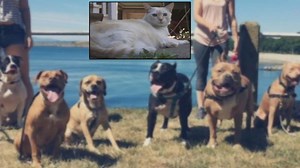 Cat Turns the Tables on 7 Pit Bulls in Shocking Attack, and the Dogs Don't Fight Back