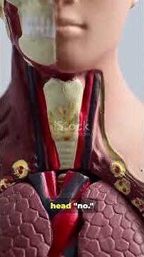 Stop Confusing Flexion and Extension - Watch This!