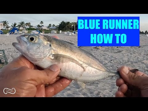 HOW TO CATCH TONS OF BLUE RUNNERS ON THE BEACH