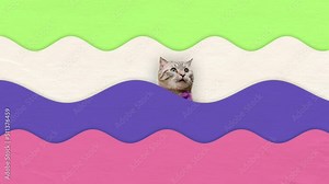 Collage made of funny dogs and cats in bubbles, pets food background, pet love, animal life.