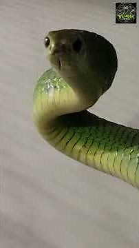 Boomslang: The Snake That Makes You Bleed From the Inside 😱 | Africa's Deadliest Tree Snake
