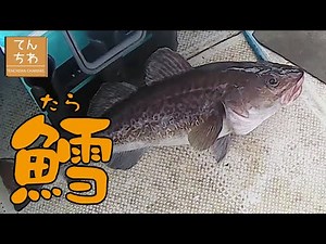 【青森 釣り】釣らせます！ 初めての #タラジギング ！ #スロージギング で狙う階上沖のマダラ 鱈 Catching codfish