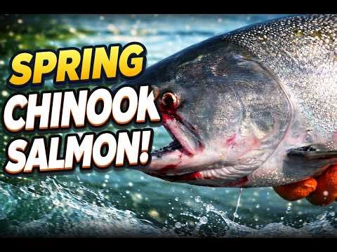 Early LOWER Columbia River Spring Chinook Salmon