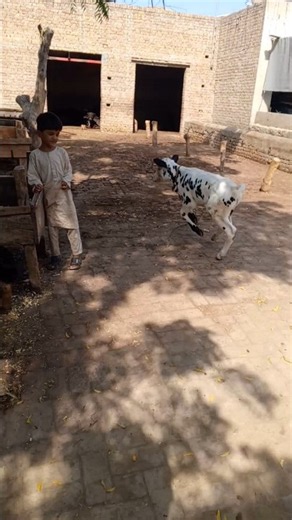 Baby Cow Running #viral #cow #trending #animals #farming #cattleworld