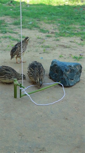 Genius DIY Quail Trap Setup That Catches Fast #shorts #traps #birdtrapping