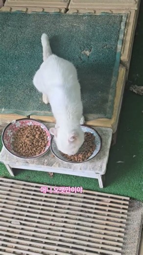 ㆍㄱ#cat#애니야 밥 먹자~
