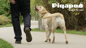 10M views · 8.2K reactions | Hands-Free! Catch your dog’s poo for you. | GIGadgets | Facebook