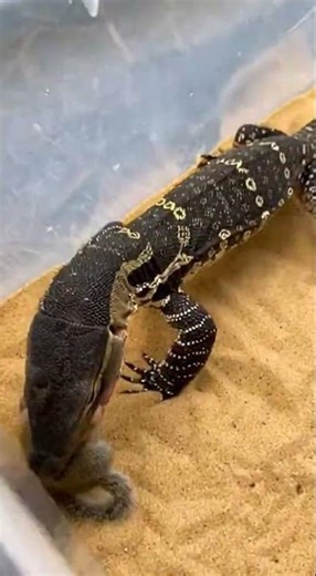 Leopard Lizard Eats Squirrel in Terrifying Real Life Battle 🦎🐿️ #wildlife