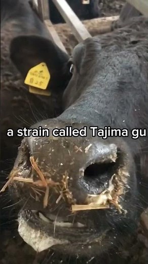 Japanese wagyu must come from one of four native cattle breeds. Kuroge, Akage, Mukaku, Tankaku