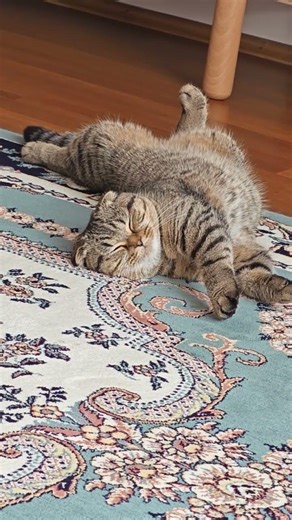 🪄🐝Maya The Cute and Curious Cat🪬Maya's daily routines🧸🍼 #arımaya 🐝🍯🌻 #cat #maya #cute #catvideos