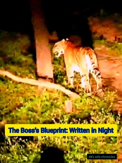 Boundary King#nature#junglesafari #animals#tiger#viral#wildanimals#education#viral#shots#shorts#bbc
