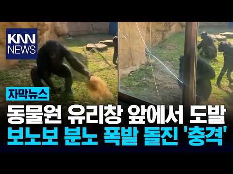 유리 앞에서 낄낄대던 10대들 화난 보노보 돌진해 '쾅' / KNN