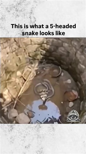 Mr.Theories on Instagram: "A five-headed snake sounds like something straight out of a myth… but could it actually exist? Scientifically, animals with multiple heads can be born due to a rare condition called polycephaly, a developmental anomaly where an embryo doesn’t fully separate. Two-headed snakes have been documented, studied, and even kept alive for some time under human care. But five heads? That would be extraordinarily unlikely. The more heads an animal has, the lower its chances of su