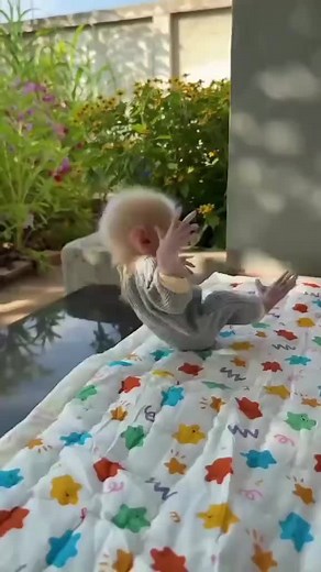 pet monkeys (@pet.monkeys5)’s videos with son original - pet monkeys