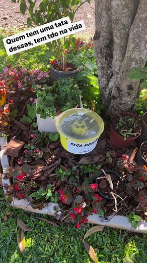 Joci Schaefer on Reels