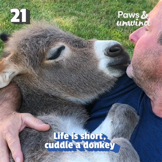 The rooster are crowing, the cows are grazing, and the horses are neighing. It's time to sit back and watch some relaxing farm animals! 🐴🐮 | The Pet Collective