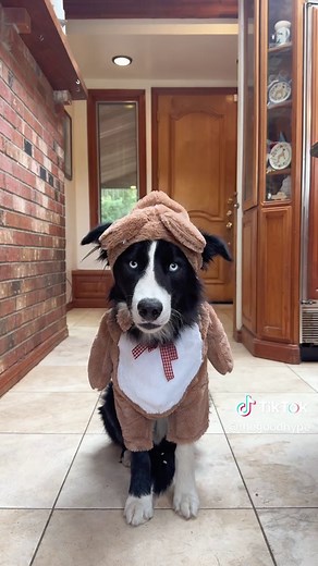 Frankie has come so far since he first arrived 🥲🩵 Frankie is a 1.5 year old Border Collie that is available for adoption through @Underdog Heroes 🤗 He is the most snuggly, high energy, happy boy. He is crate trained, house trained, neutered, and vaccinated. He gets along wonderfully with all dogs, but he prefers playing with female dogs. He is amazing at settling inside the house but needs DAILY exercise to thrive and someone who will continue his training and socialization. He's being foster