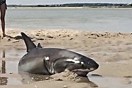 Footage Shows Daring Great White Shark Rescue on Cape Cod