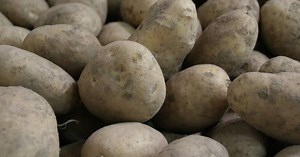 El inusual lugar donde hay que guardar las papas para que se conserven frescas y sin brotes por 5 meses