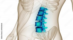 Spinal Cord Vertebral Column Lumbar Vertebrae of Human Skeleton System Anatomy Animation Concept