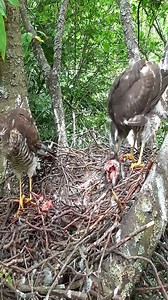 Red Tails Nest | Border Birds