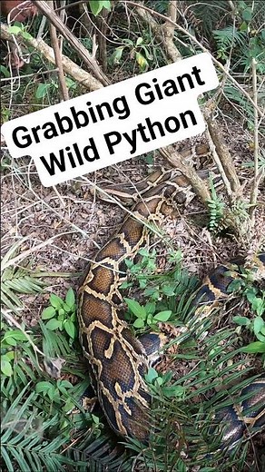 15ft Giant Python in Florida! #python #burmesepython #florida #shorts #snake #capture #catch #nature