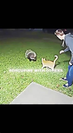 Trollface Memes Explained: The Aura Behind the Meme