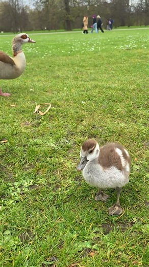 Happiest Little Goose in the Park #babygoose #cutebirds #natureshorts #fluffyanimals