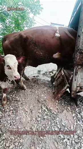 Livestock Transport Hack: Safe Cattle Loading Trick #FarmingLife