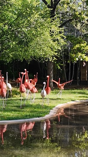 158K views · 8.6K reactions | Morning calls, straight from Flamingo Lagoon. 囹 | Nashville Zoo | Facebook