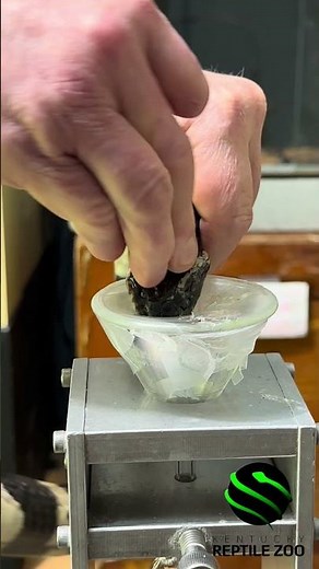Banded kraits venom extractions #venomouscreatures