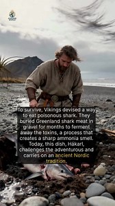 Discover Hákarl, the fermented shark dish of Icelands Viking ancestors. | Amazing World