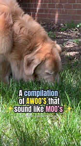 A compilation of AWOO’s that sound more like MOO’s. The Golden Cow 🐮😅 is ACE. He is Sunday’s Dad and stays with us sometimes. He is a gorgeous Golden Retriever and we love him to pieces. Hope this cuteness made you smile. 😀 | Sunday The Golden Retriever