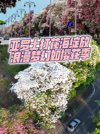 亚罗士打花海绽放 浪漫梦幻如樱花季 #TikTok新闻#Kedah #AlorSetar #Sakura #Blossom #Flowers #Spring #TabebuiaRosea #TabebuiaPallida #TabebuiaPentaphylla #TabebuiaArgentea