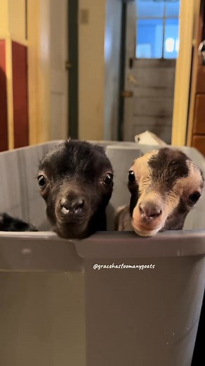 🤗 #earlessgoats #lamancha #lamanchagoats | Gracehastoomanygoats