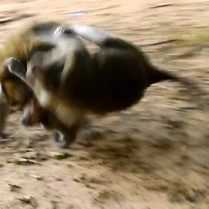 94K views · 1.4K reactions | Giant heart b-i-g -male monkey bite new mom and small baby...deep problem. #monkey | Viral Wonder | Facebook