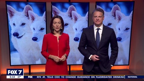 Colossal Biosciences brings back dire wolves