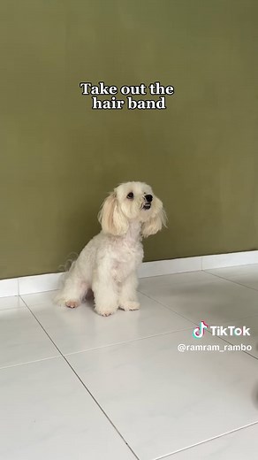 Teach Your Dog to Wash Its Face: Simple Steps