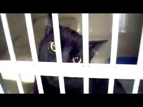 Talking Cat Show #19 - Sylvester Goes To Jail