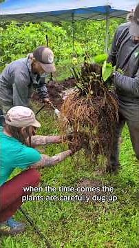The Surprising Journey of Kava Roots!