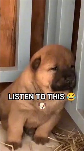 Listen to this puppy 😂🐶