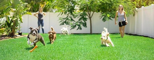 10 Dog-Friendly Landscaping Ideas for Your Backyard