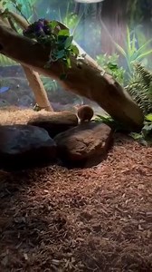 Say hi to Alejandro, our Three-Banded Armadillo! 👋 Did you know they are the only armadillo species that can curl up into a complete ball? ⚽️ | Downtown Aquarium - Houston